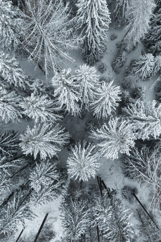 Reine Urlaubsfreude in Ihrem Hotel in St. Anton Luftaufnahme von verschneiten Tannen in einem Winterwald