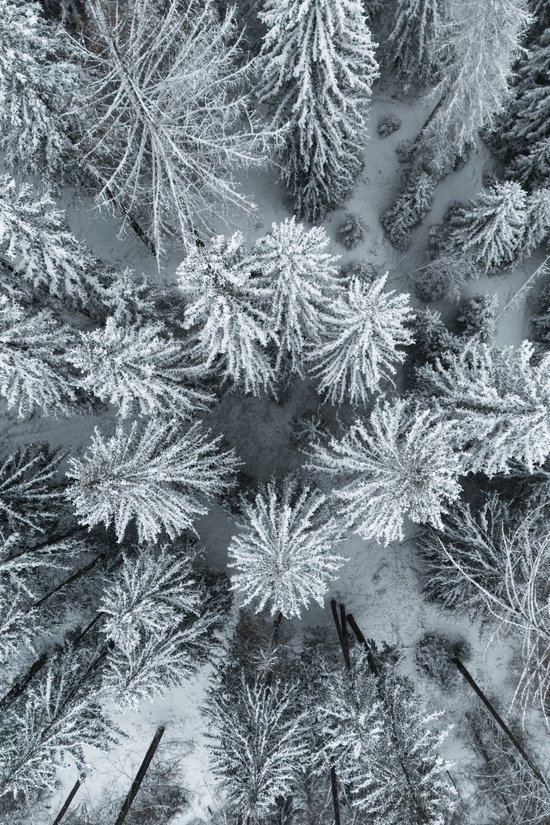 Reine Urlaubsfreude in Ihrem Hotel in St. Anton Luftaufnahme von verschneiten Tannen in einem Winterwald
