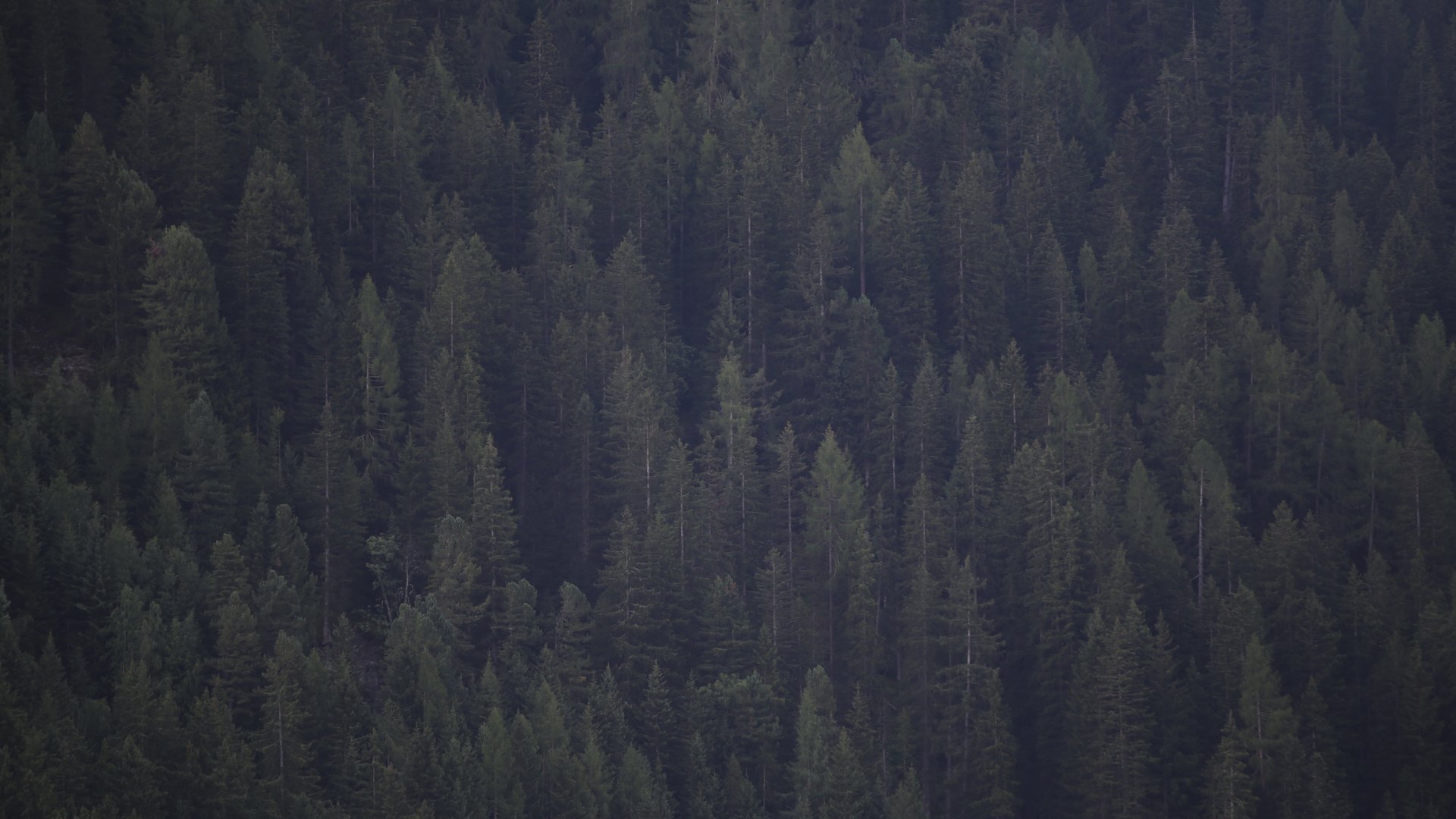 Ihr Hotel in St. Anton am Arlberg Dichter Nadelwald mit hoch aufragenden Tannenbäumen